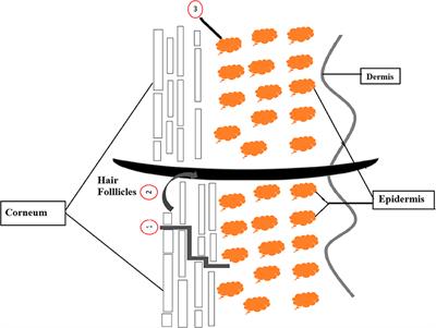 Role of Nanotechnology for Design and Development of Cosmeceutical: Application in Makeup and Skin Care